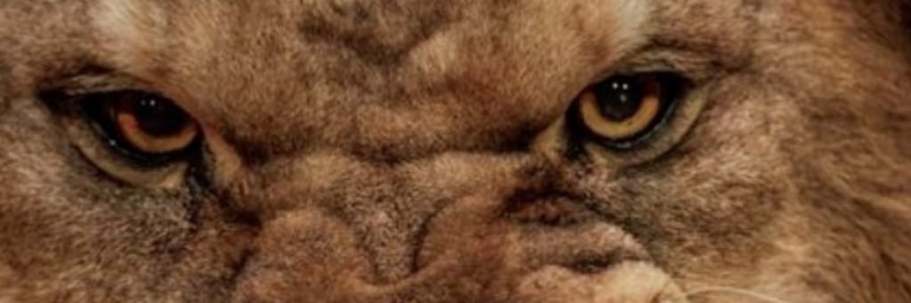 cream banner