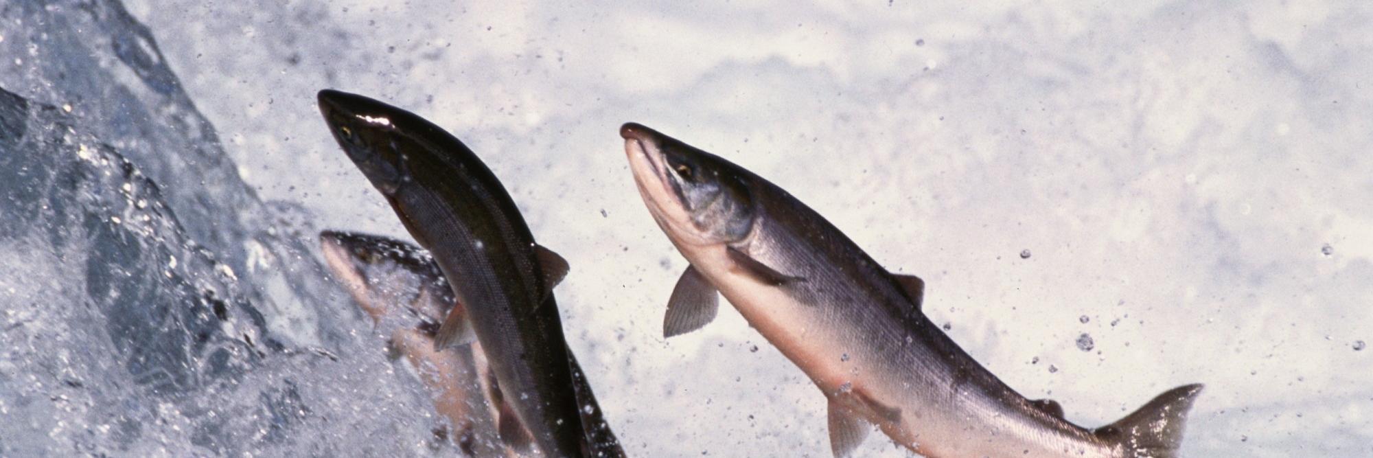 SalmonTheGrey's profile banner image