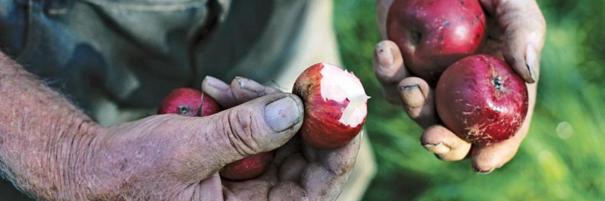 Cyder Market, now cidermarket.com and @cidermarket banner