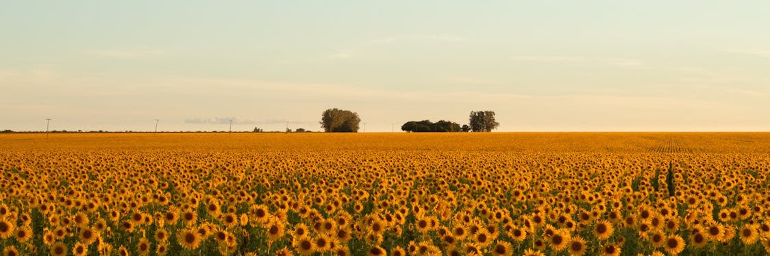 TootToot banner