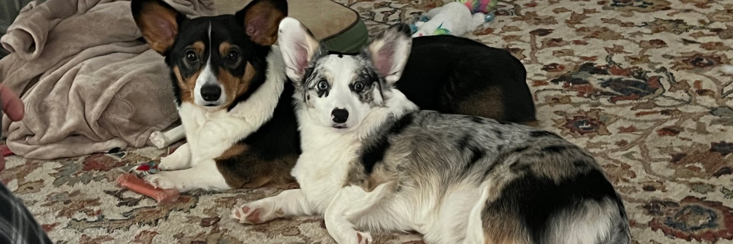 corgimom40's profile banner image