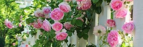 linasanchez91's profile banner image