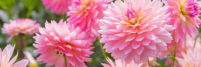 asam1102's profile banner image
