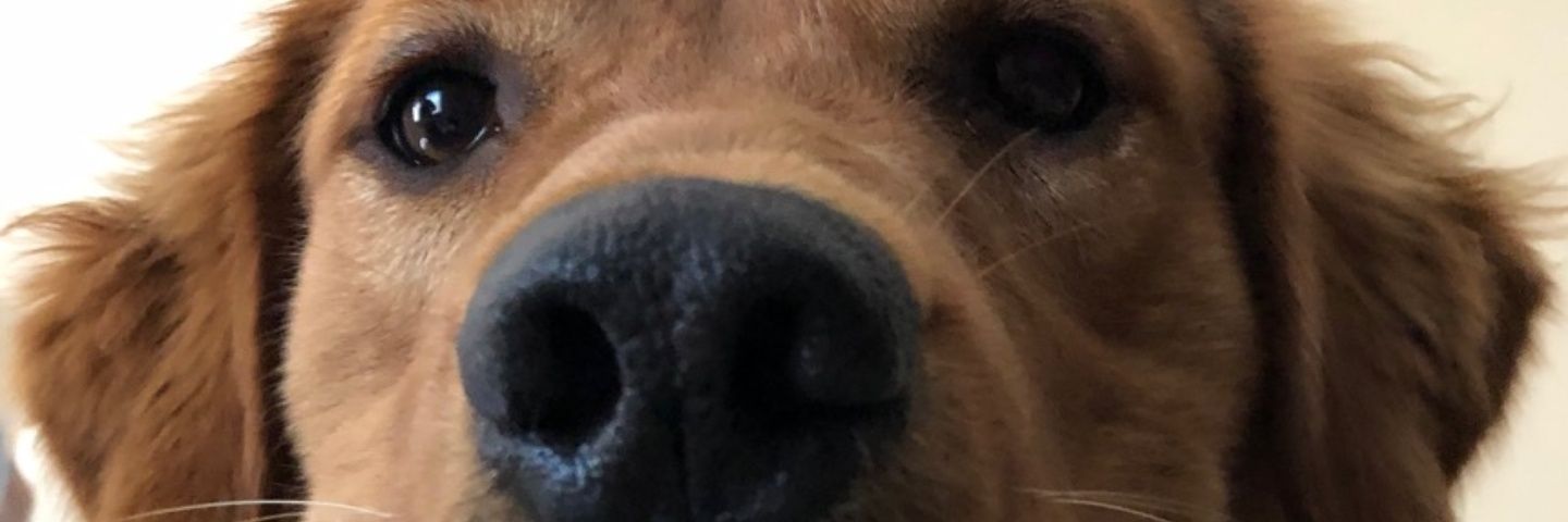 flatulantfroggy's profile banner image