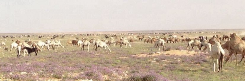 أبو بيداء العنزي banner
