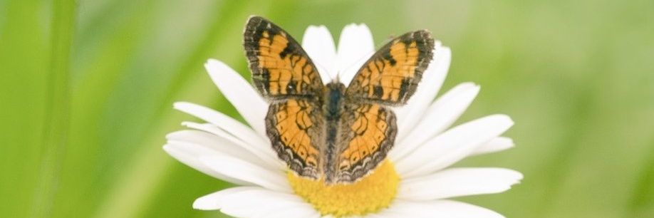 Mariloupix📸 banner