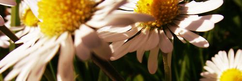 _polims's profile banner image