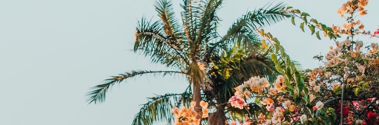 kiwihendrix's profile banner image