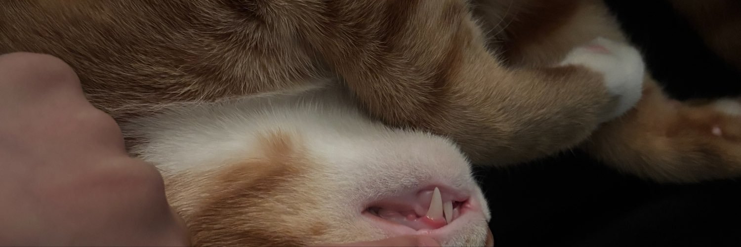 kingpalmqueen's profile banner image