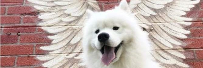Gericomb's profile banner image