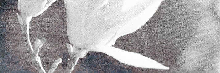 ️️ ️️ ️️️𝑓𝑟𝑜𝑚 ₜ͟ₕ͟ₑ * 𝙰𝚂𝙷𝙴𝚂 banner