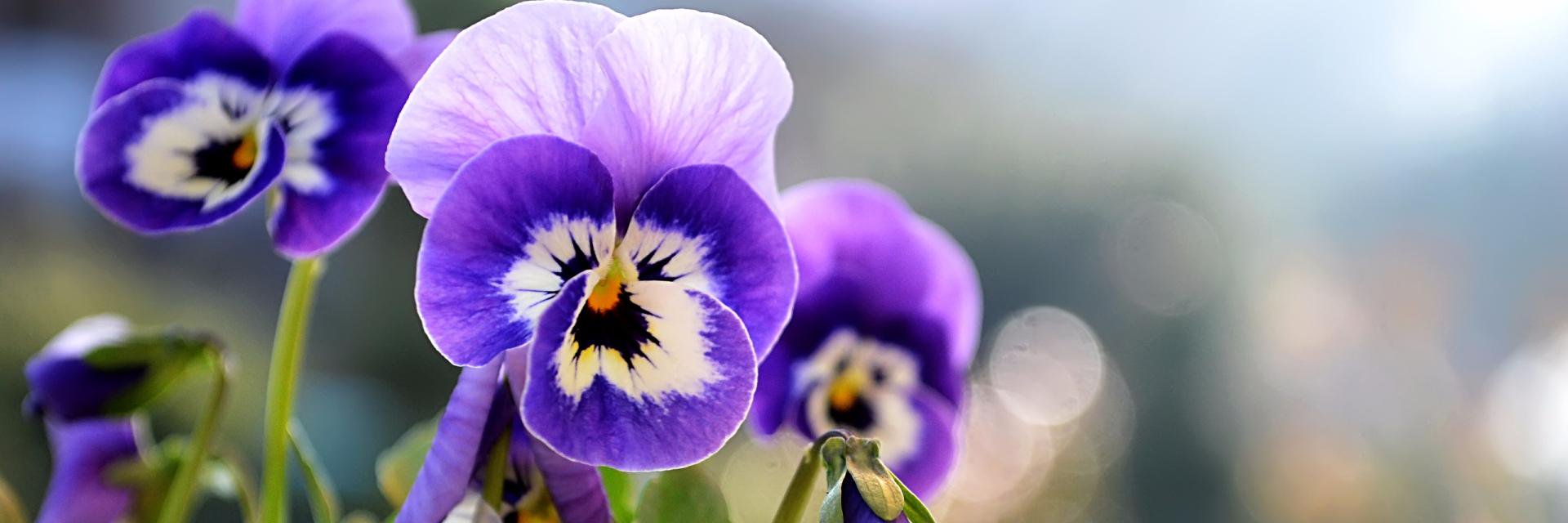 pplpansies's profile banner image
