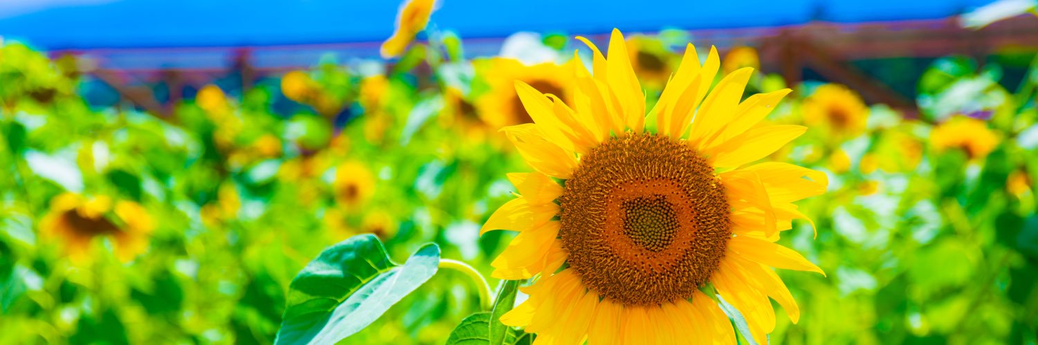 ゆゆ@取引 banner