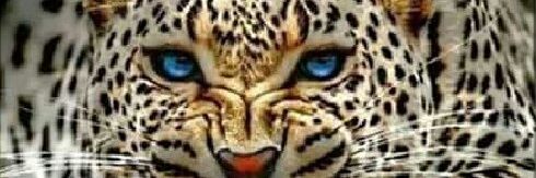 SilvaIvamar's profile banner image