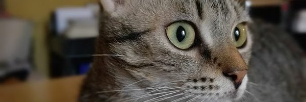AnonymaticaSRL Profile Banner