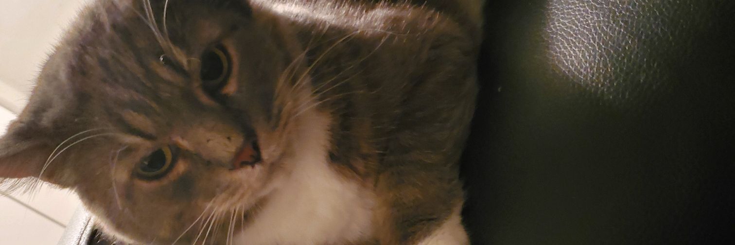 Shadowserpent31's profile banner image