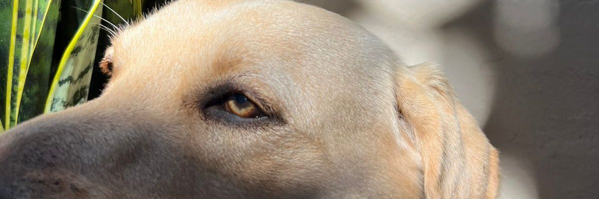 andreapontec_'s profile banner image