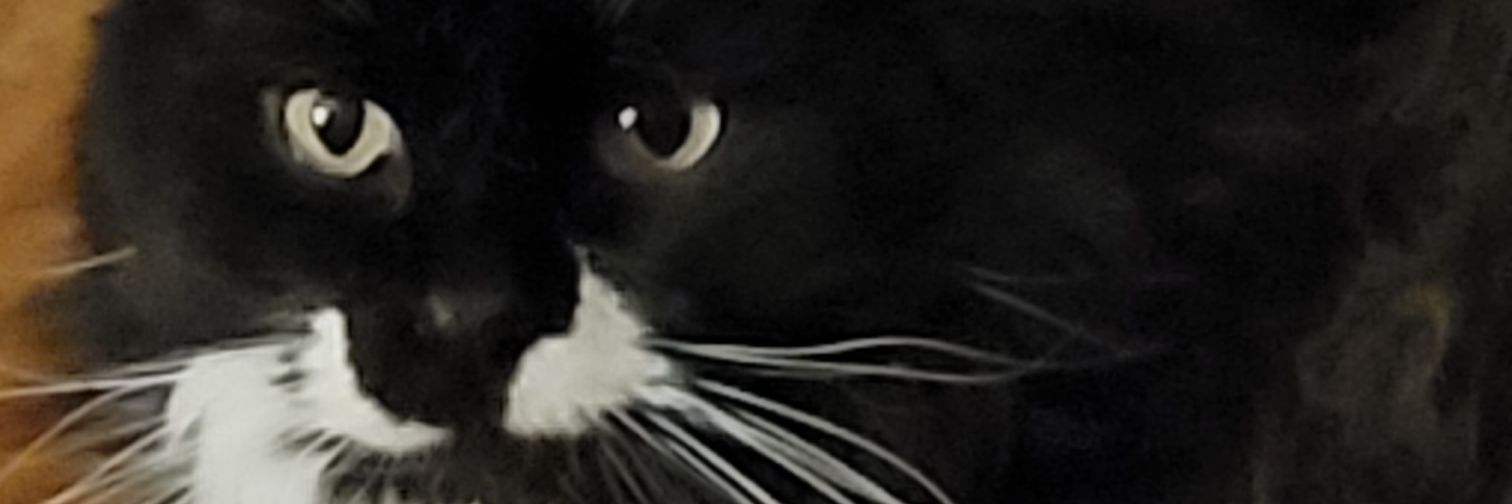 scissorsistrr's profile banner image