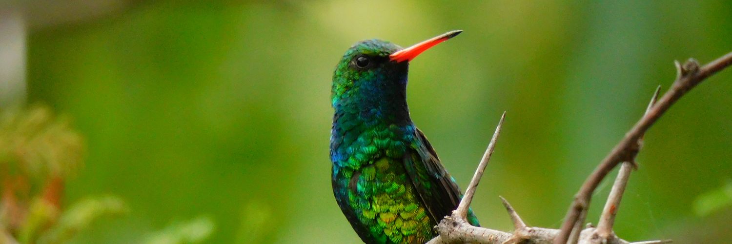 𝓐𝓶𝓪𝓹𝓸𝓵𝓪 🍃✨️🇦🇷 banner