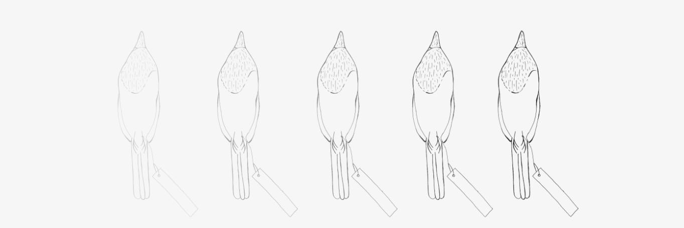 magnifyzoology's profile banner image