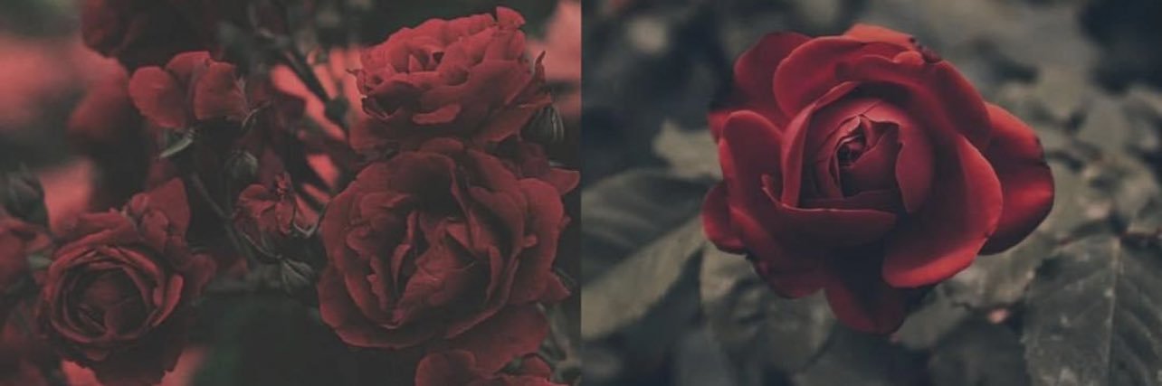 _shesTrouble's profile banner image