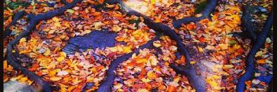 LadyFoxwell's profile banner image