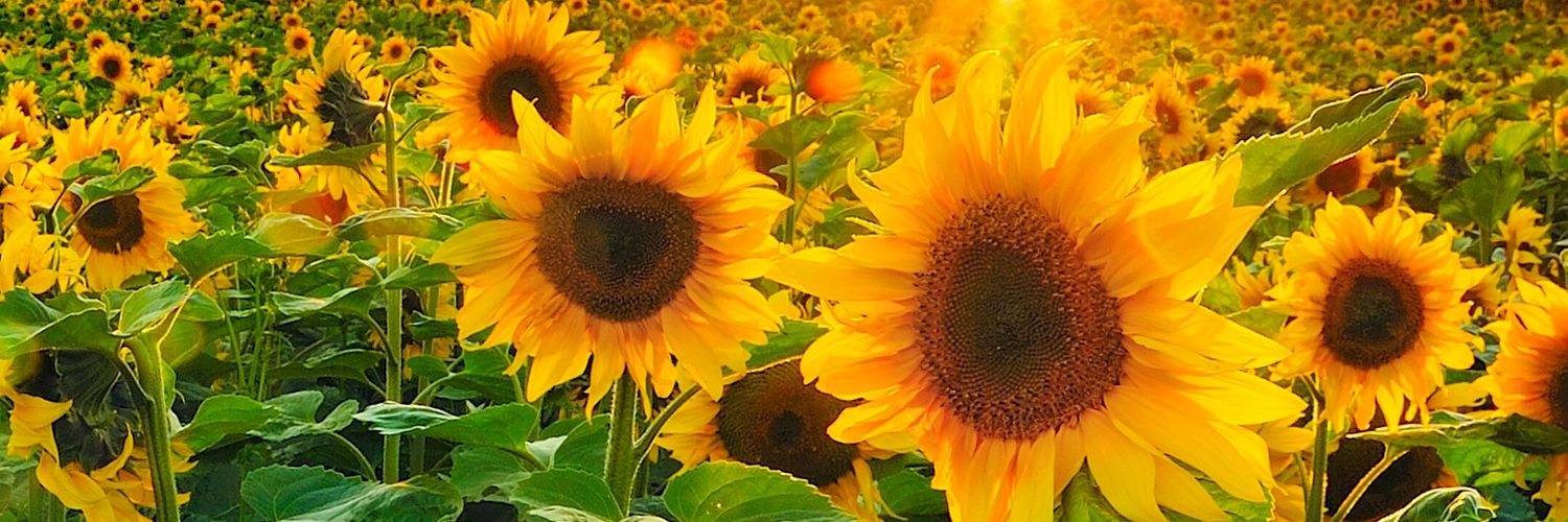 idle2292's profile banner image
