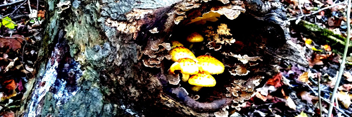 Iceweaselofdoom banner