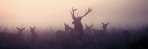 Pascual Labarta banner