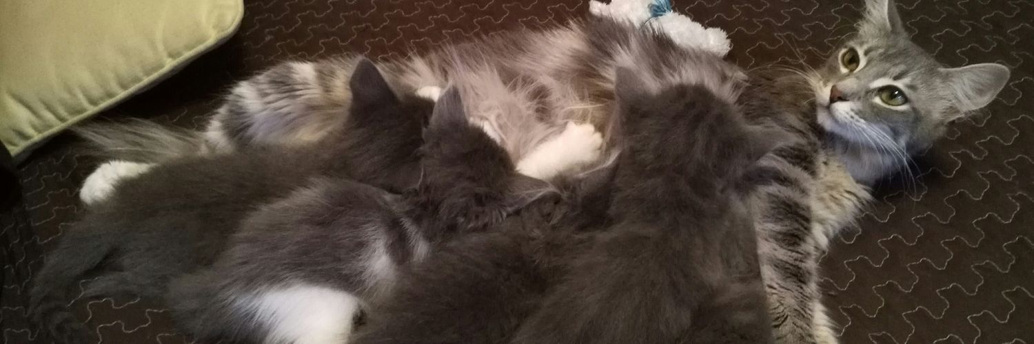 carito_cats's profile banner image