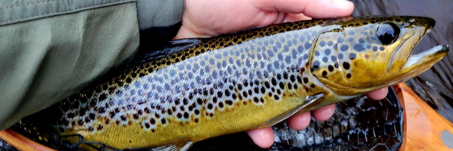 Bryan Kennedy banner