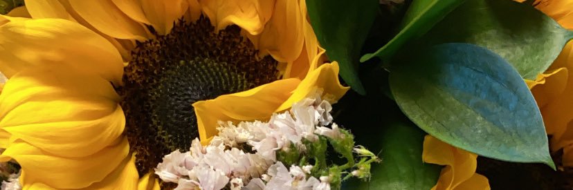 shimptheginger's profile banner image