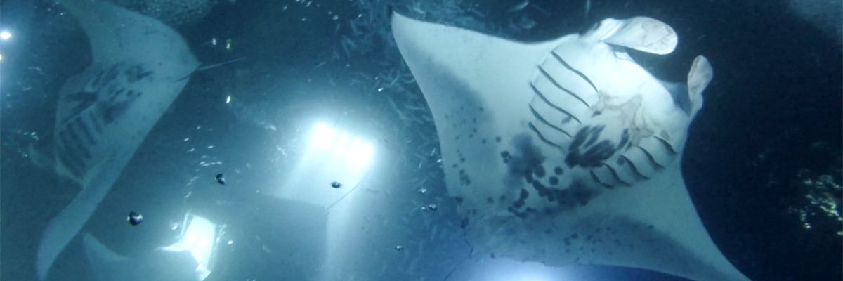 garethcolley's profile banner image