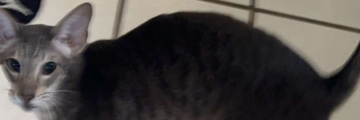 CoroPlayz's profile banner image