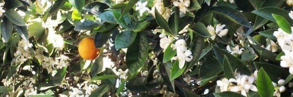 lee_bev Profile Banner