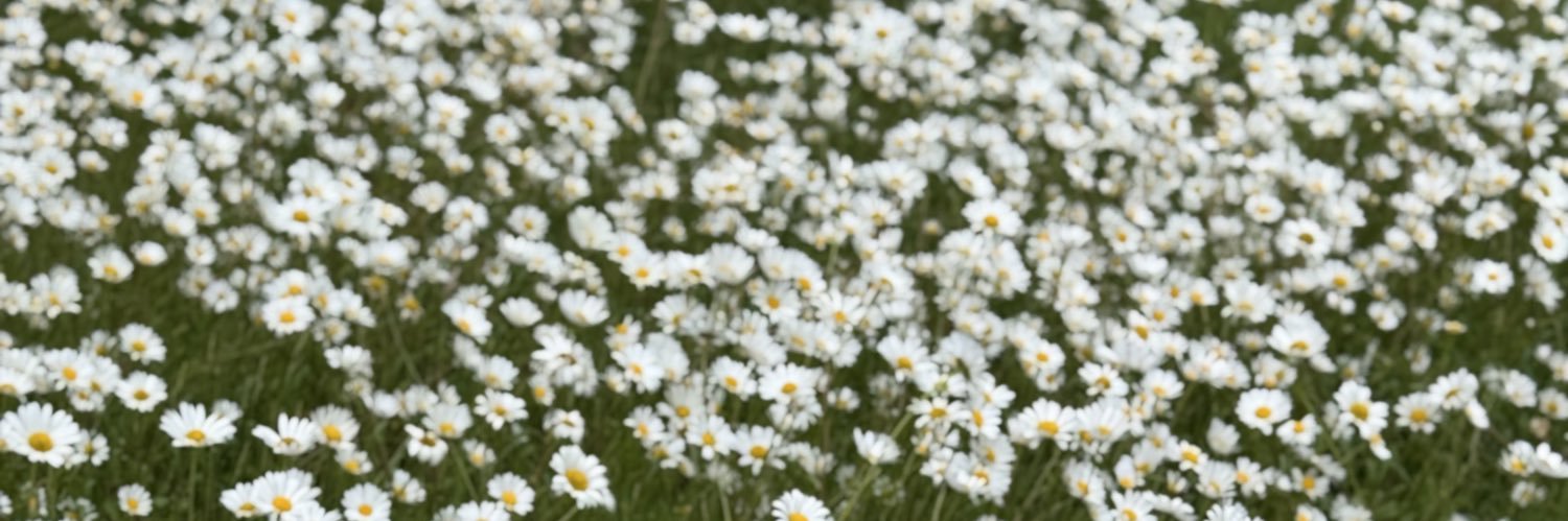 Sean banner