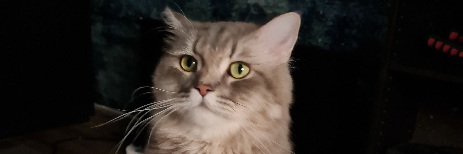 SaudBako's profile banner image