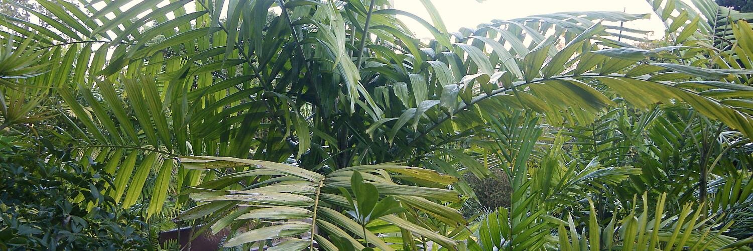 Juliotiburcio's profile banner image