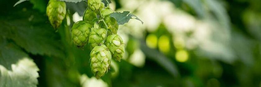 CrosbyHops's profile banner image