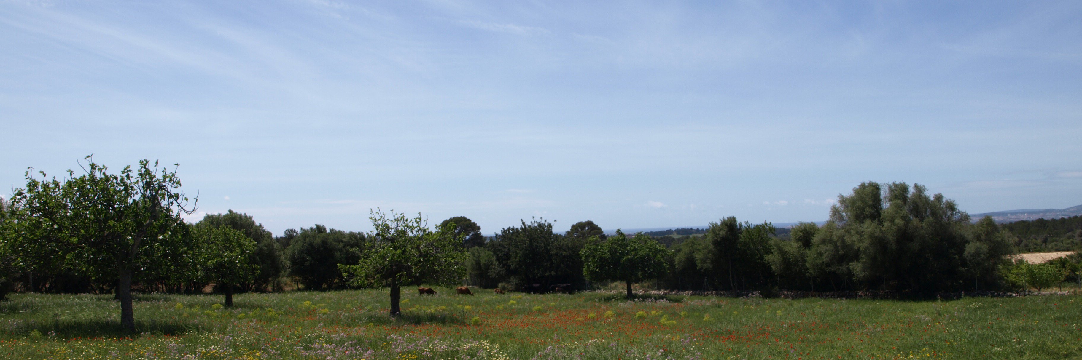 Maria Obrador Planas banner