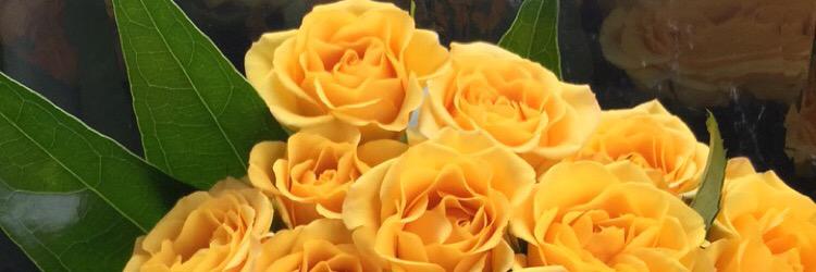 Ann_Willison's profile banner image
