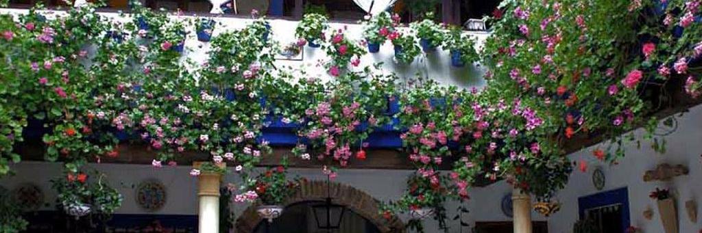 Paz 🌐 banner