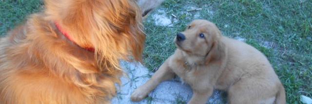 BestGoldens's profile banner image