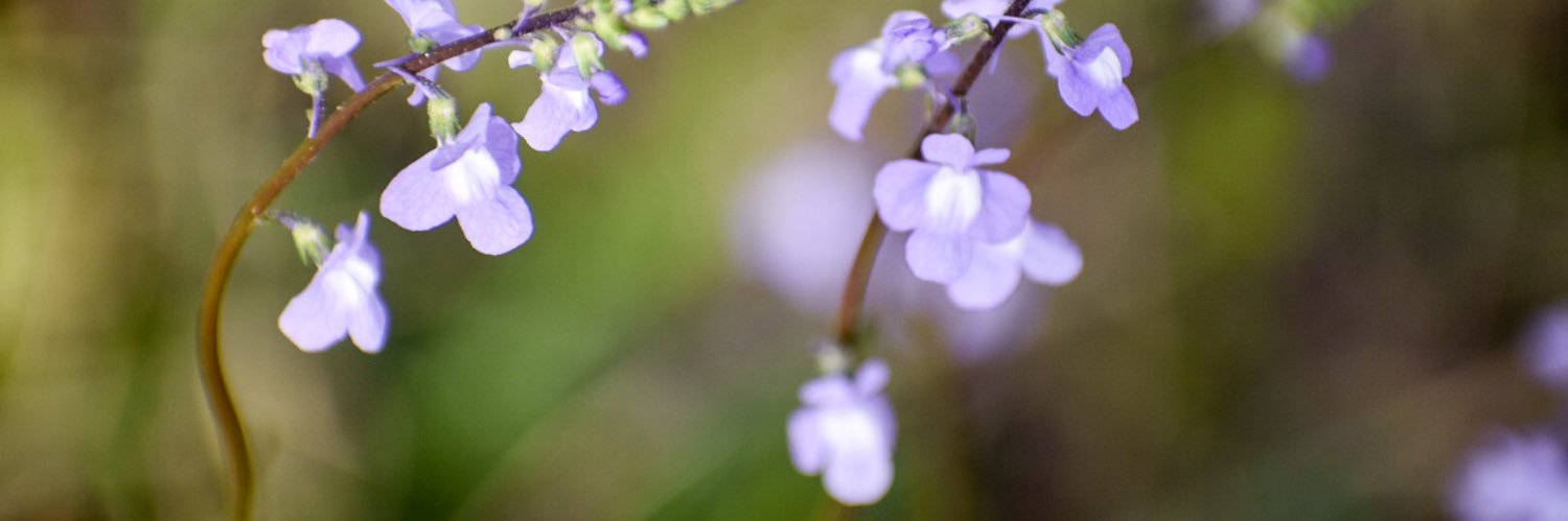 CataliaFlower's profile banner image
