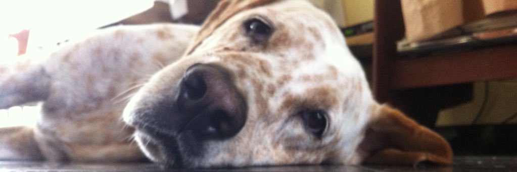jmarbocco's profile banner image