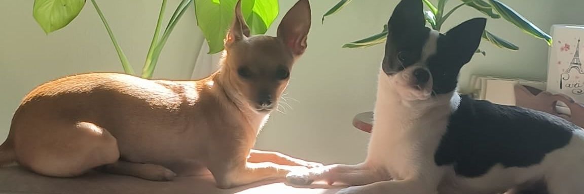 Jaleyto's profile banner image