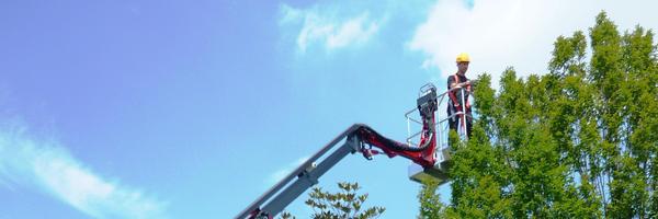 Podarbol Profile Banner