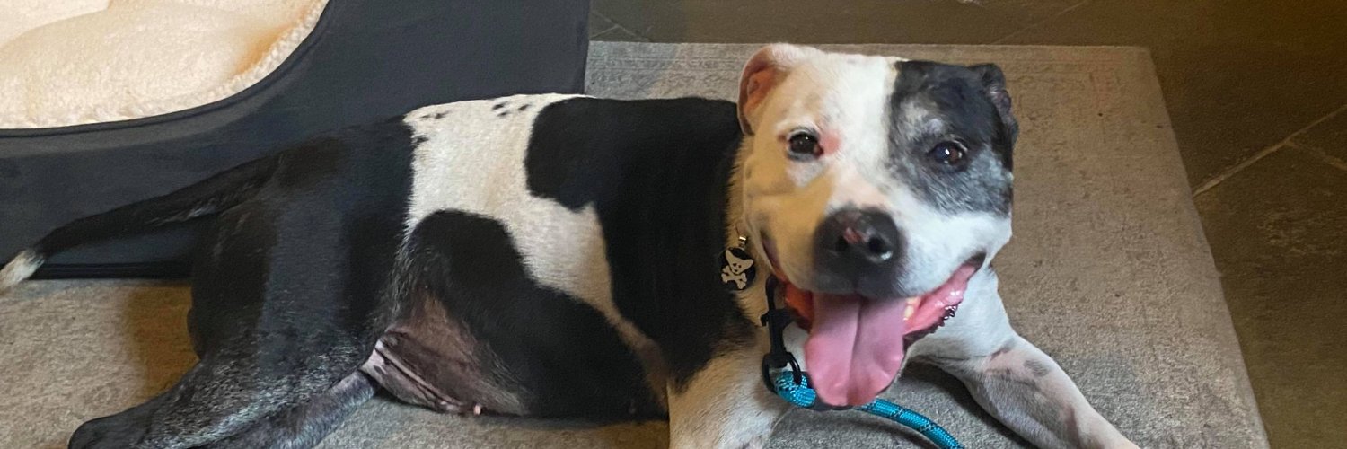 Annats 🇦🇺 🏴‍☠️ 🐾🦖💜🇮🇱🇬🇧 banner