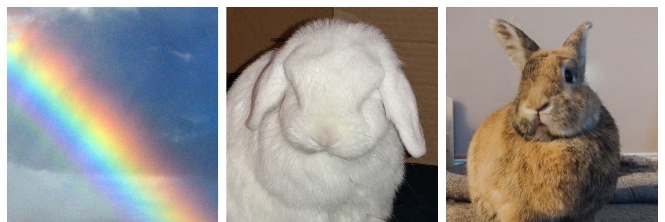 Apollo🐰🌈, Binky 🐇🌈 and Elly 🌈🐾 banner