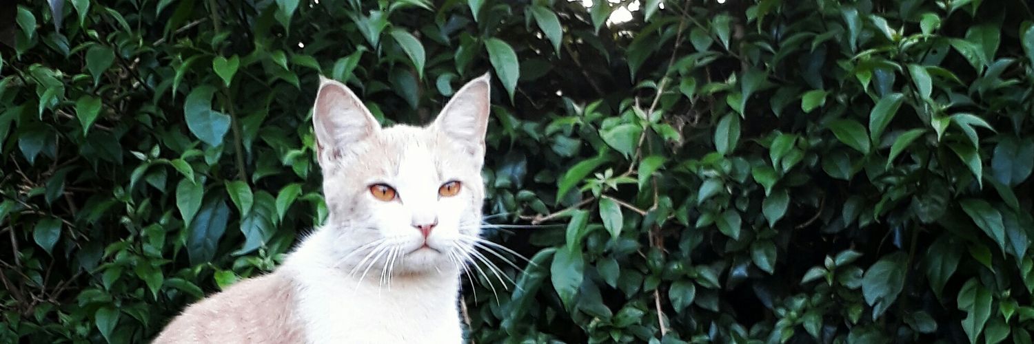 Hinga_Clare's profile banner image